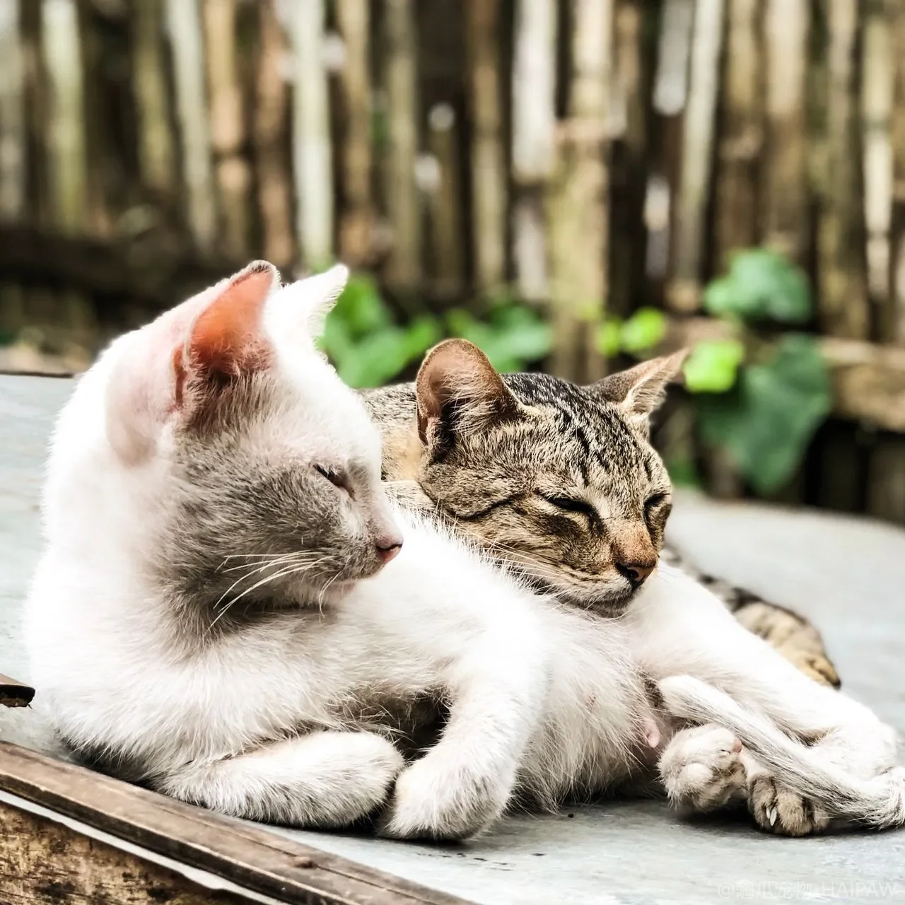 猫身上掉毛还起皮屑圈是猫癣吗?识别传染与居家隔离护理的要点 猫身上掉毛还起皮屑圈是猫癣吗?识别传染与居家隔离护理的要点
