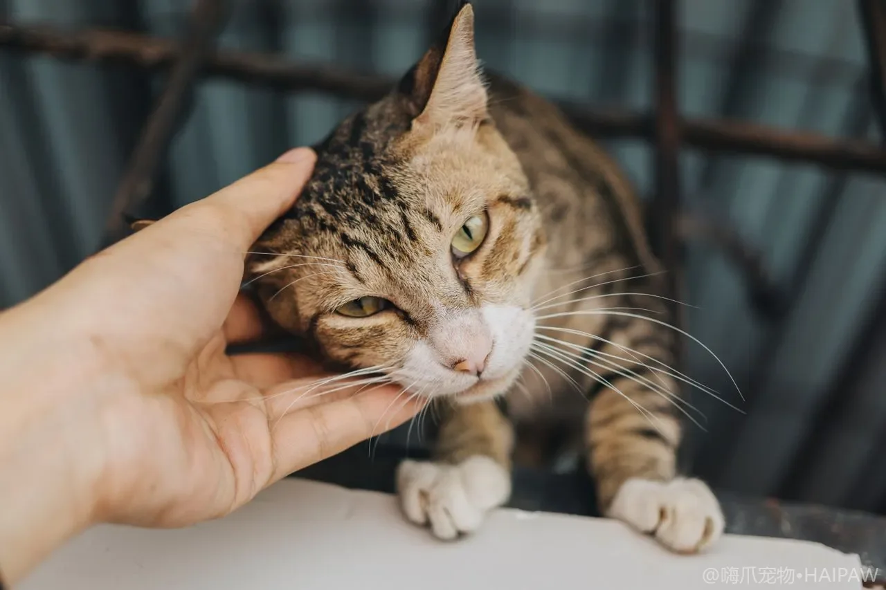猫脱水的早期信号有哪些？居家判断皮肤弹性与科学补液的方法