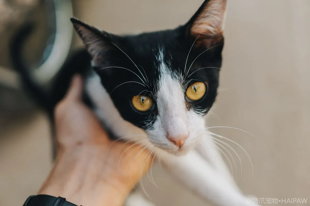猫传腹到底是什么病？湿性干性症状差异与早发现的蛛丝马迹