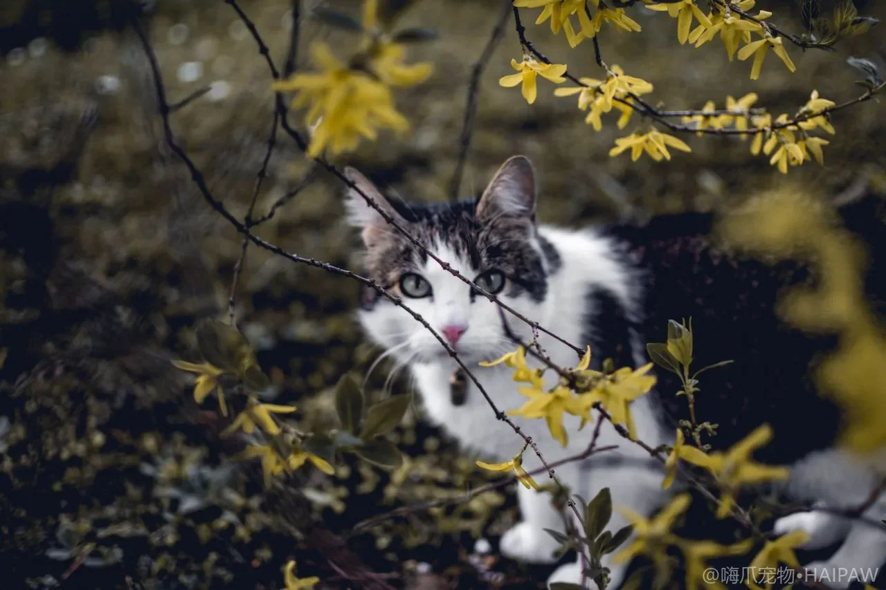 猫突然流口水是口腔问题还是中毒？居家分辨与送医信号的完整清单