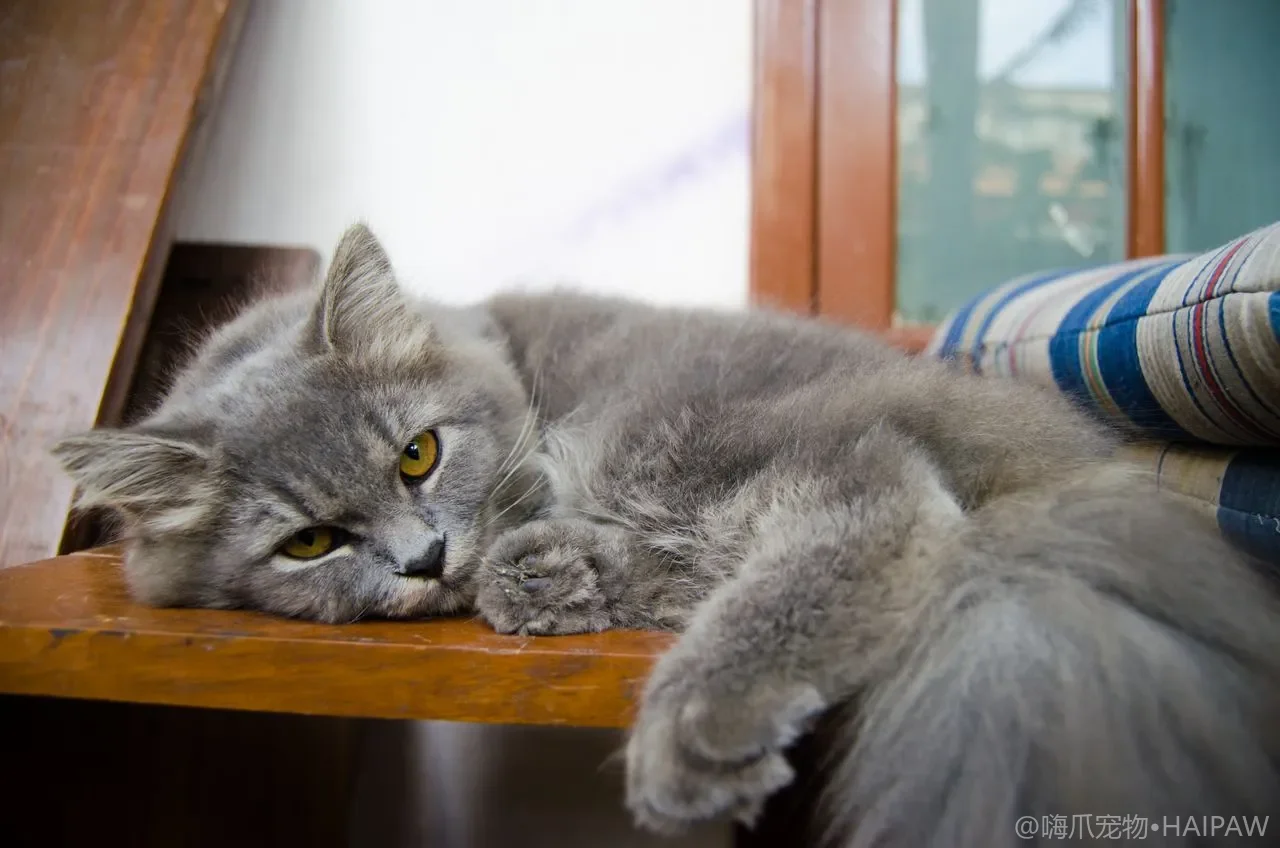 猫也会得高血压？老年猫与肾病猫隐性高血压的居家监测与护理