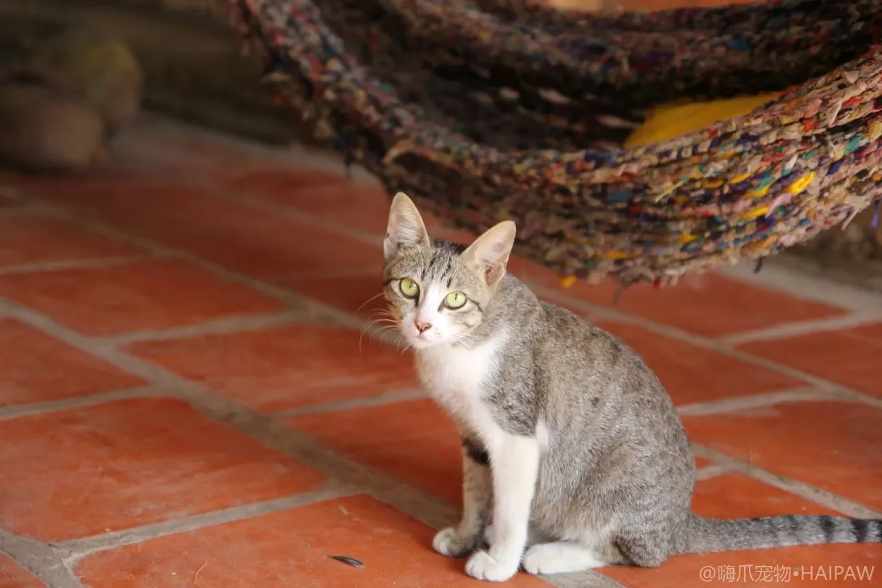 猫咪真菌感染全解析：猫癣的症状识别、环境消毒与治疗周期