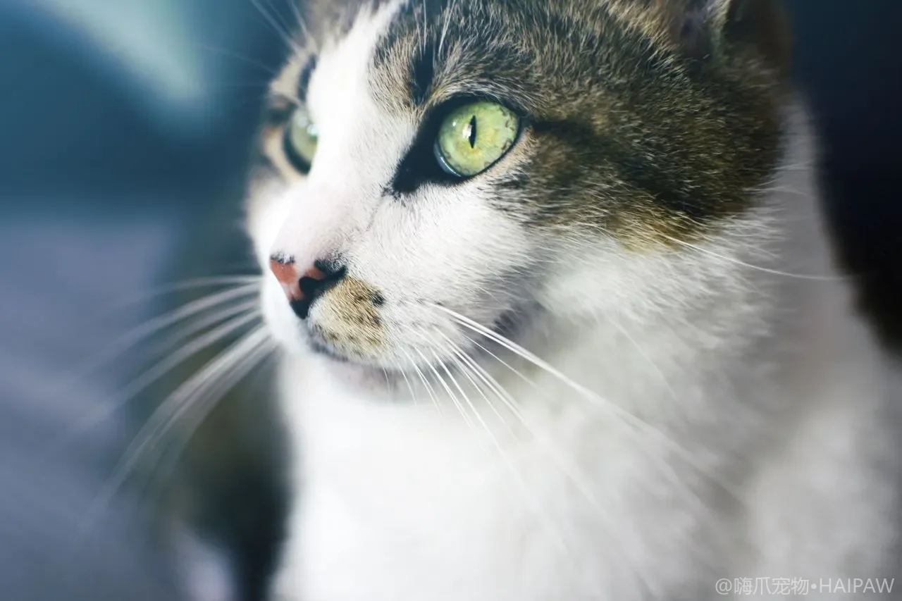 猫得了糖尿病还能养好吗？居家血糖监测与饮食控糖方案