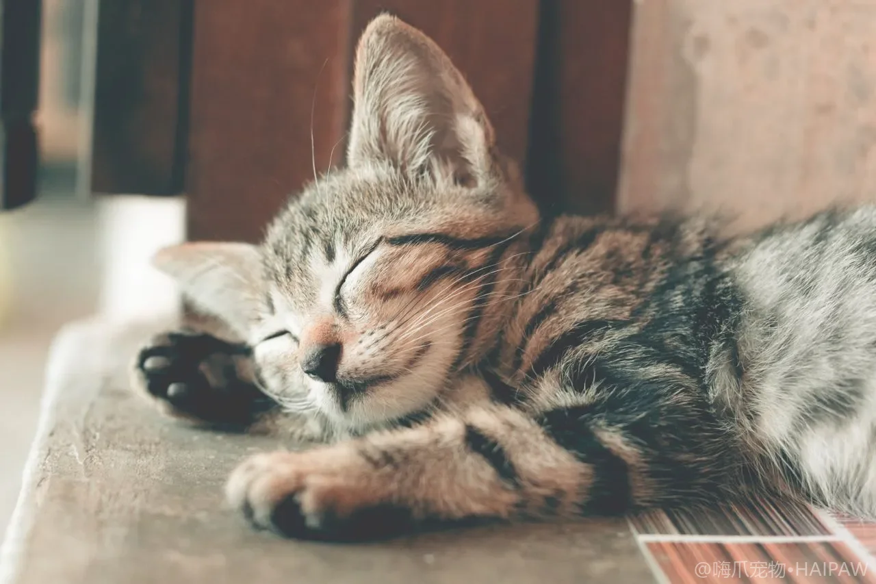 猫咪呕吐鉴别诊断指南：毛球、消化不良与急症的区分方法