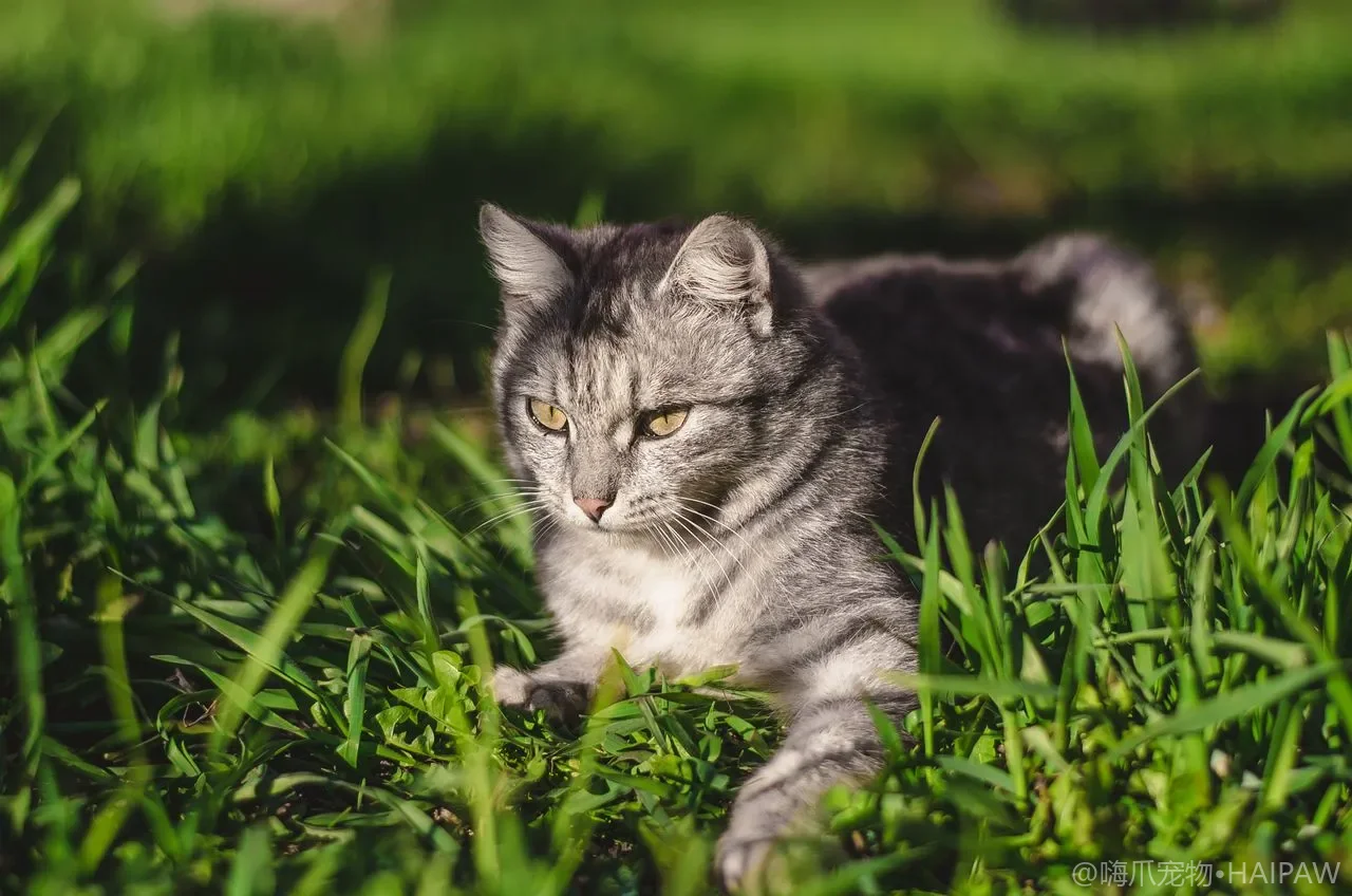 猫咪对着窗户嚎叫或喷尿标记？窗边行为问题的原因与解决思路