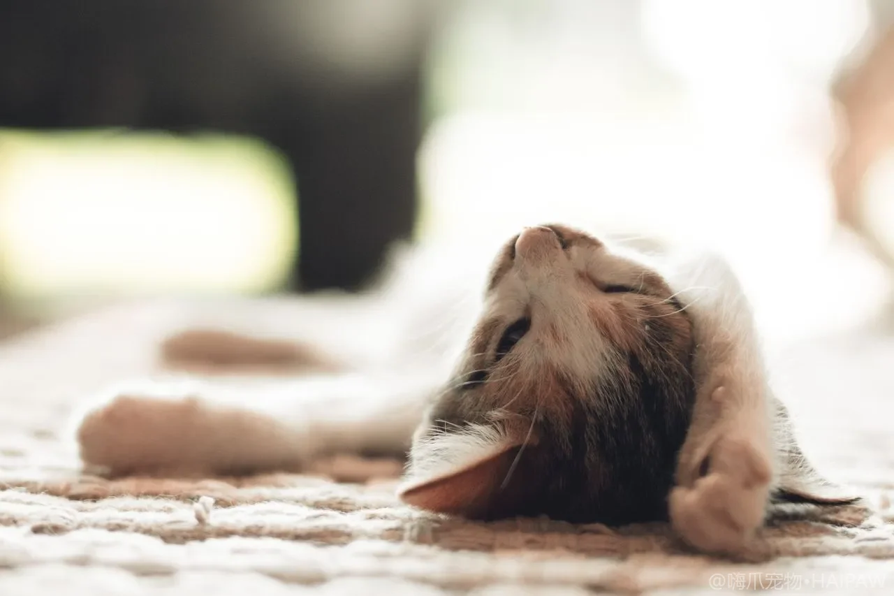 猫咪信任你的表现有哪些？慢眨眼、露肚皮与蹭头背后的信号解读