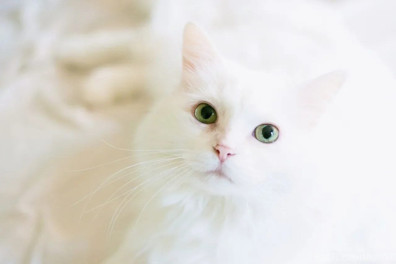 猫咪的狩猎本能与逗猫棒玩法：从扑咬到满足的完整解读
