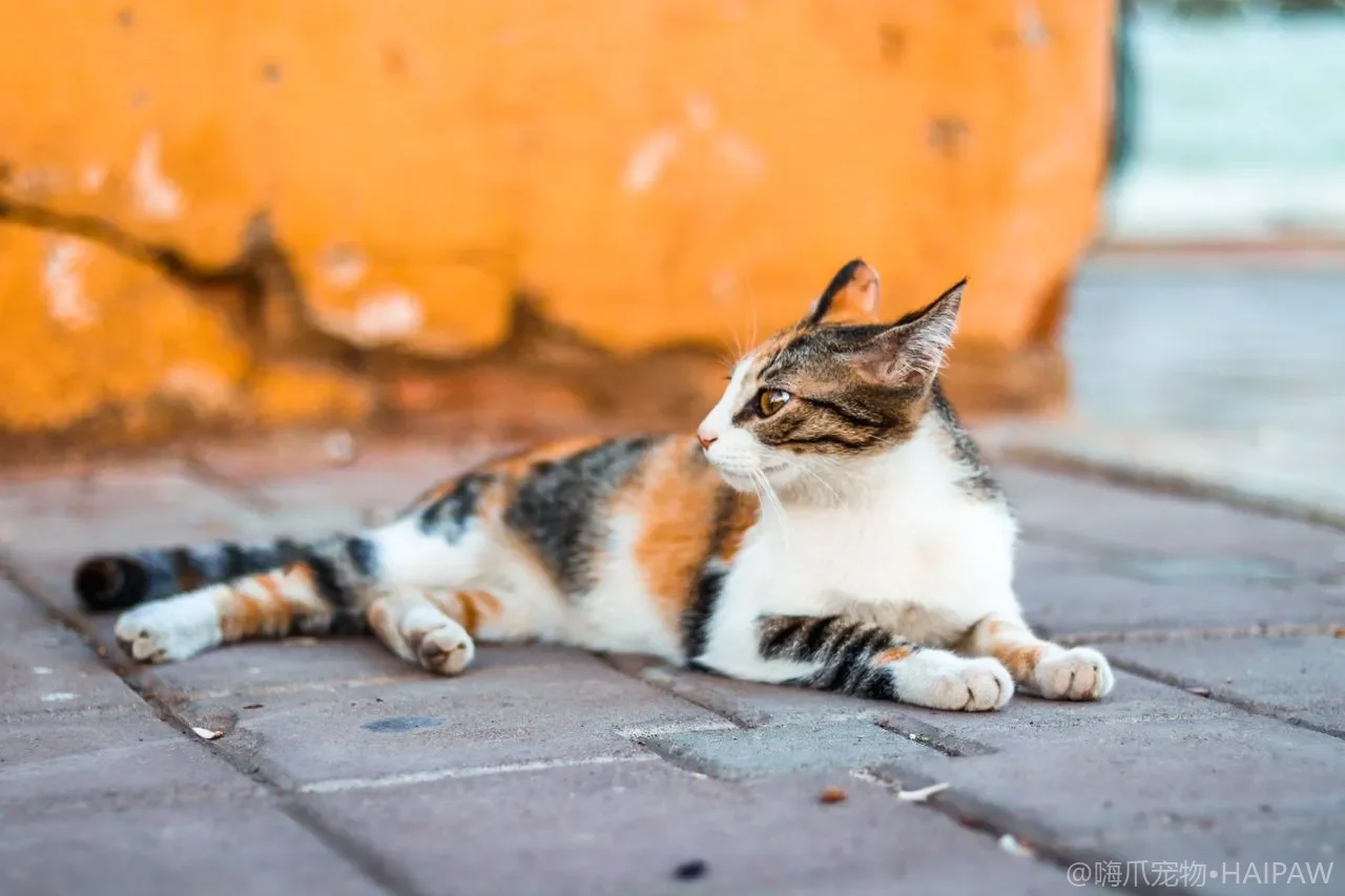 猫咪半夜暴走是怎么回事？FRAP 疯狂乱跑的原因与引导
