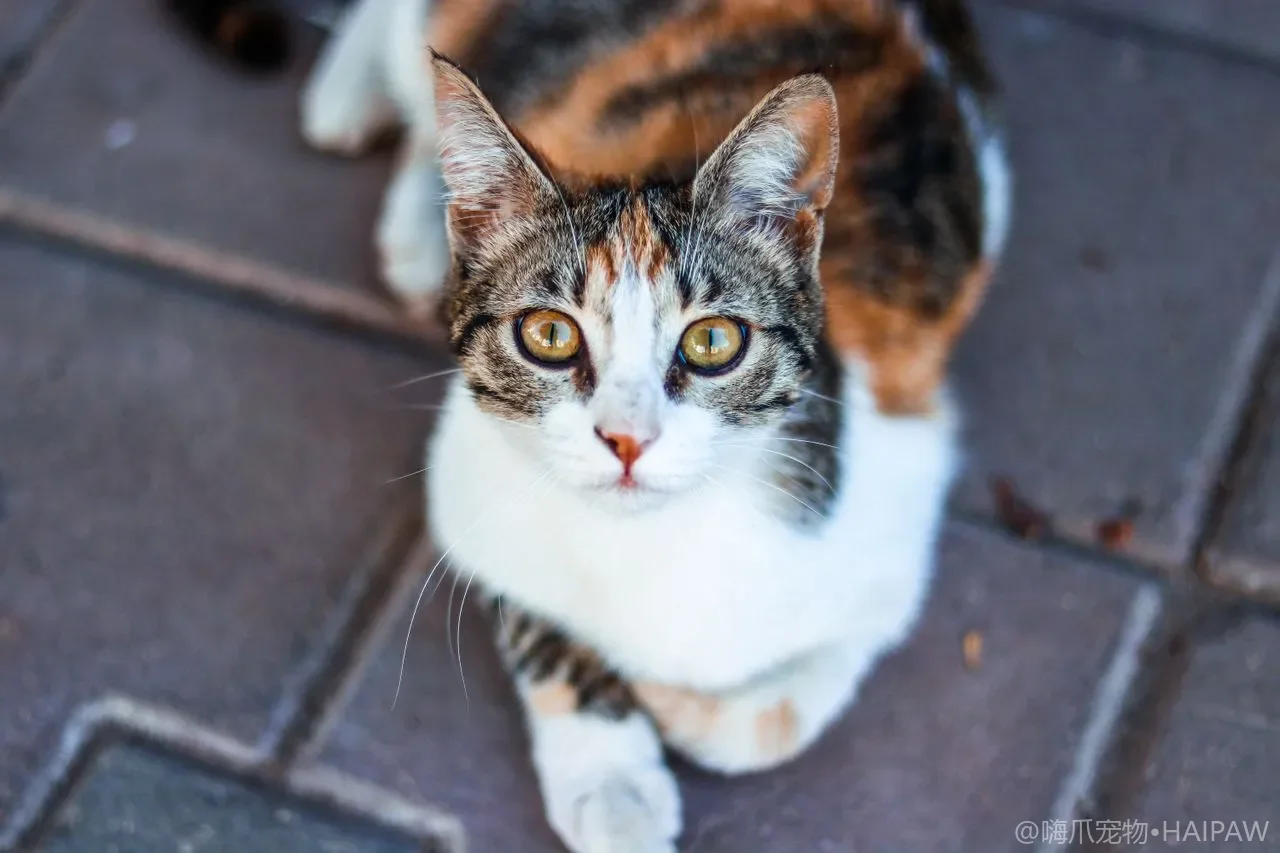 猫咪睡姿代表什么？露肚皮、蜷球、瘫成液体等姿势含义全解读