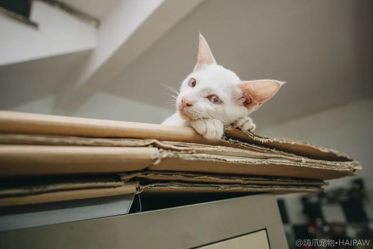 猫咪慢眨眼是什么意思？猫的亲吻、信任信号与互动方法