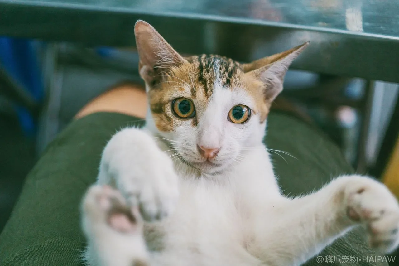 猫为什么一直舔？自洁、安抚与舔主人的行为含义