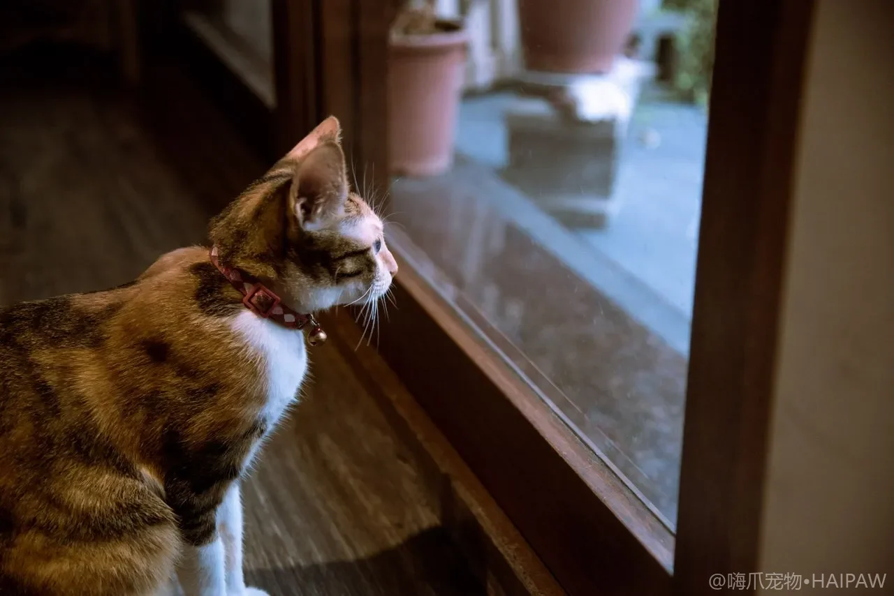 猫咪踩奶是什么意思？揉爪呼噜背后的温柔信号解读