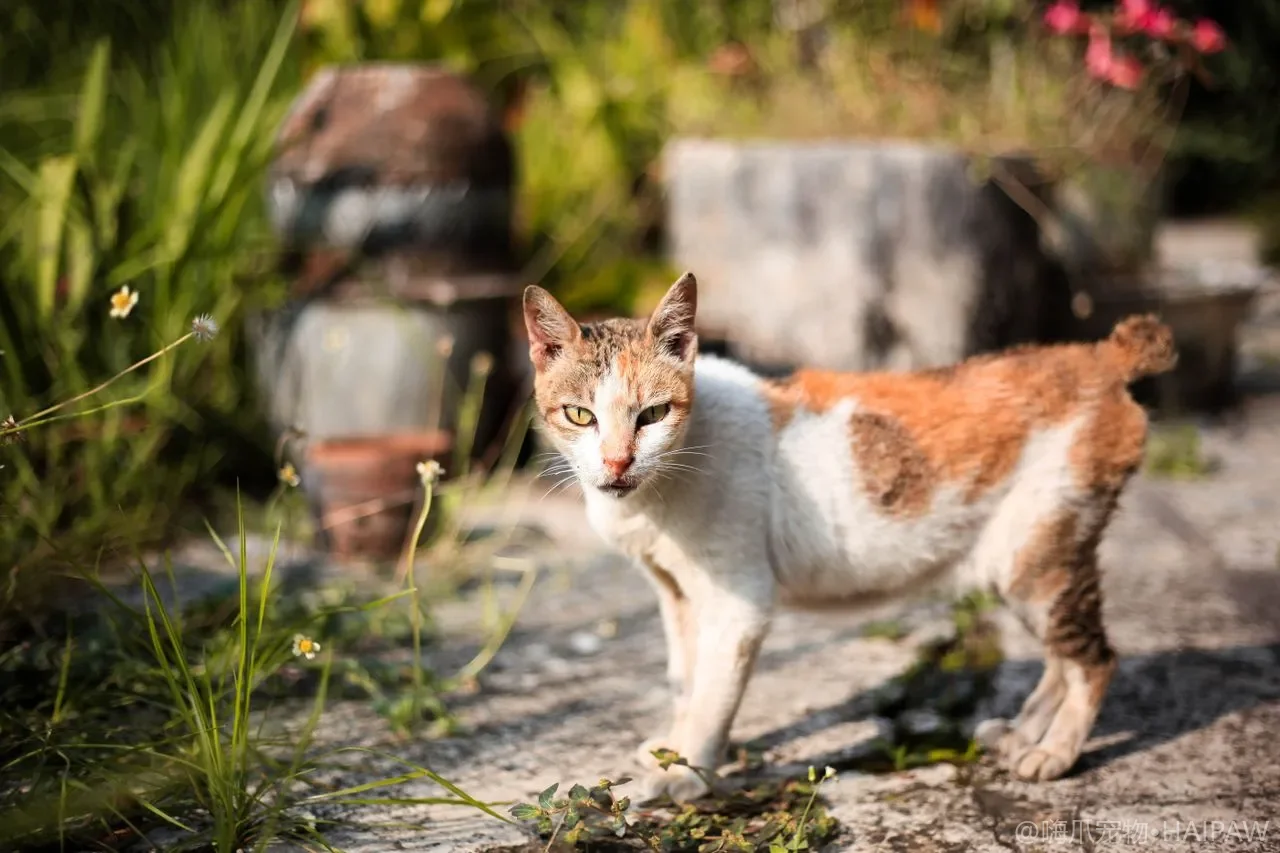 猫咪噪音恐惧与雷暴应激：信号识别与脱敏安抚