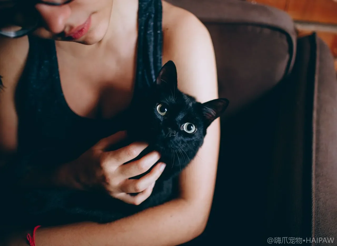 猫咪护食与资源占有：行为解读与纠正