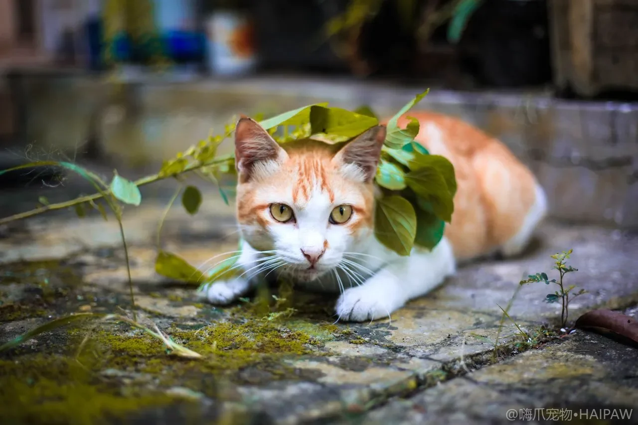 猫咪一直盯着你看，是爱还是另有所图？
