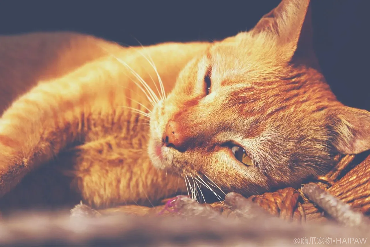 猫咪叼礼物给你？解读“进贡”行为背后的信任