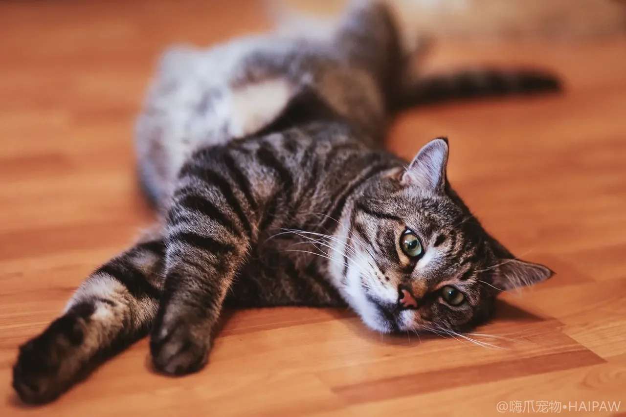 猫尾巴在说什么：尾巴语言与情绪交流解读