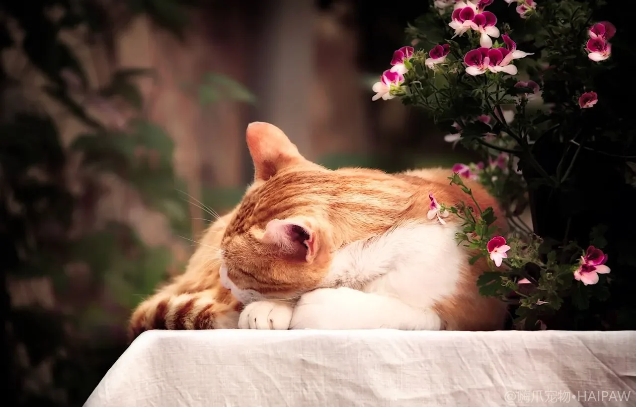 猫咪看鸟咯咯叫：牙齿打颤背后的捕猎脑