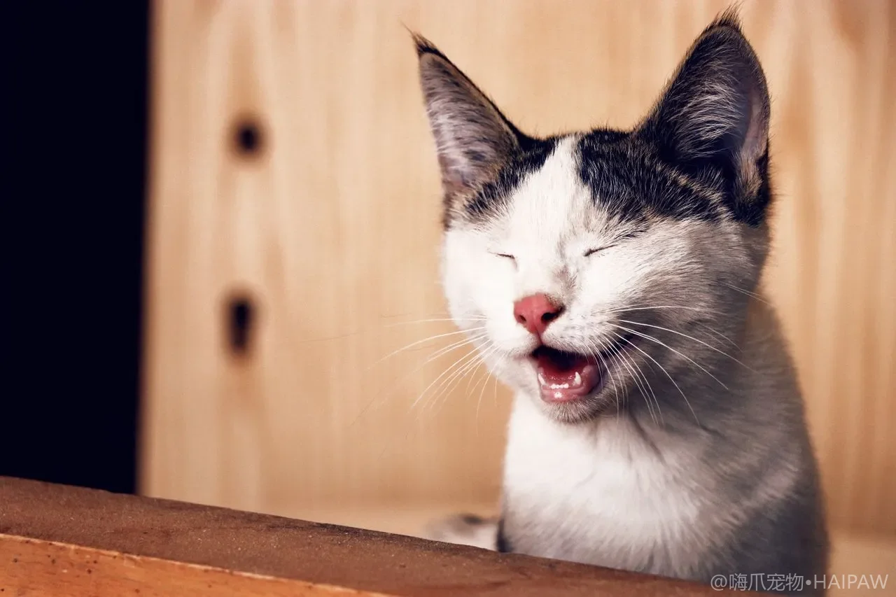 蹭头蹭脸不是撒娇？猫的标记行为解读