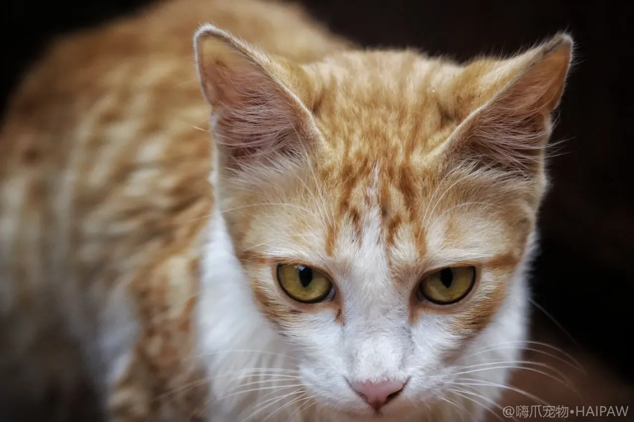 猫埋便便是爱干净？真相藏着一套生存密码
