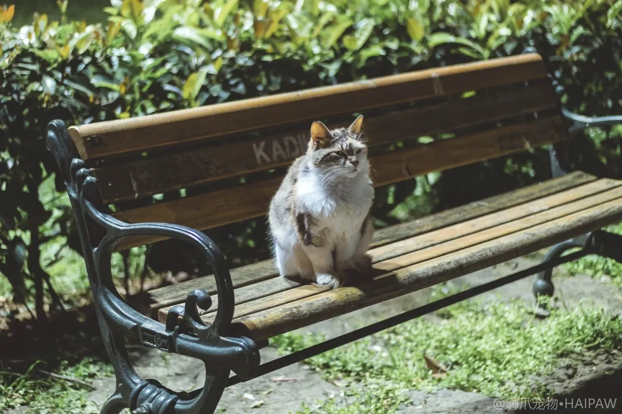 猫为什么总爱把桌上的东西推下去？解读推落物品背后的动机