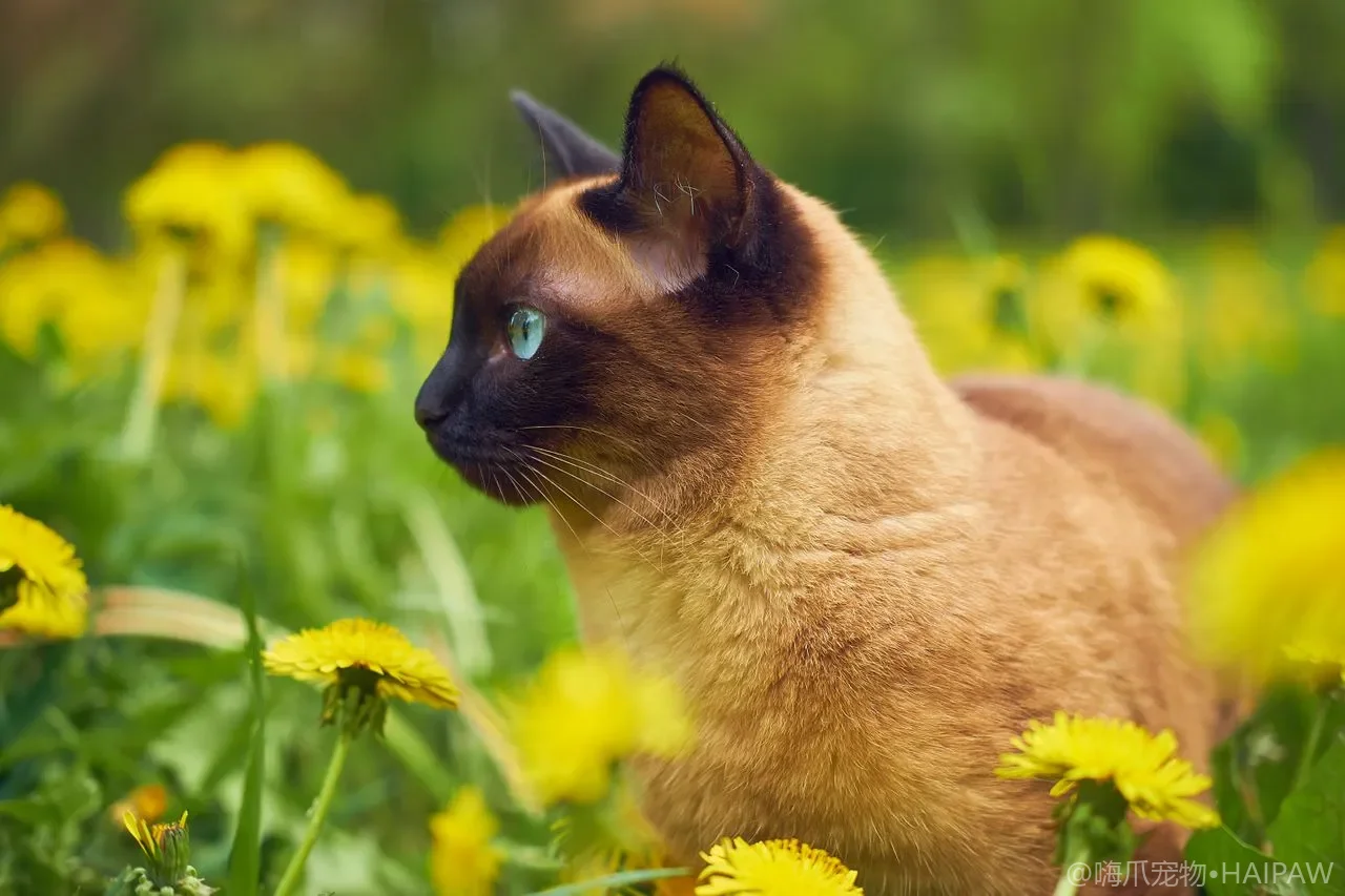 猫翻肚皮露肚子到底是信任还是备战？看懂三种信号才不会挨揍