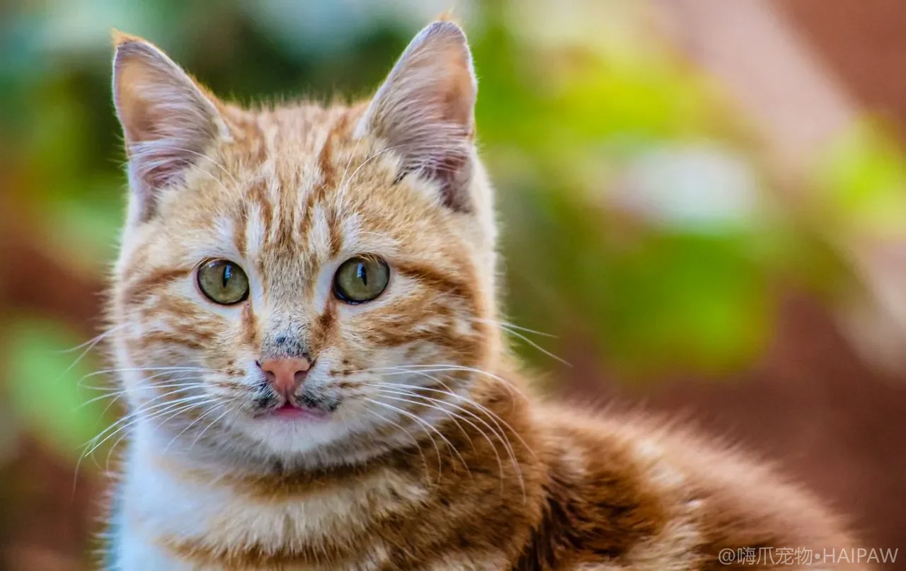猫总跟着你走不一定是粘人，分清安全感和分离焦虑才好对症引导