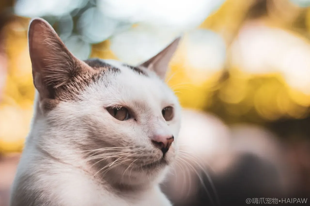 猫为什么总抱着毛毯又舔又吮？解读吮吸行为背后的焦虑与习惯成因