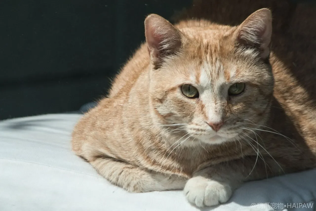 猫玩耍时总爱咬手扑脚怎么办？读懂玩耍性攻击并用对方法让猫改咬玩具