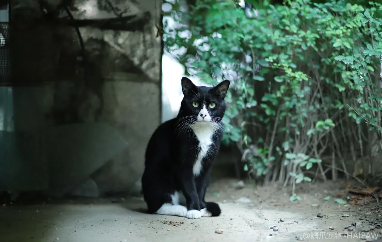 猫突然全身炸毛弓背是吓到了还是攻击?读懂惊吓与防御的姿态差异 猫突然全身炸毛弓背是吓到了还是攻击?读懂惊吓与防御的姿态差异