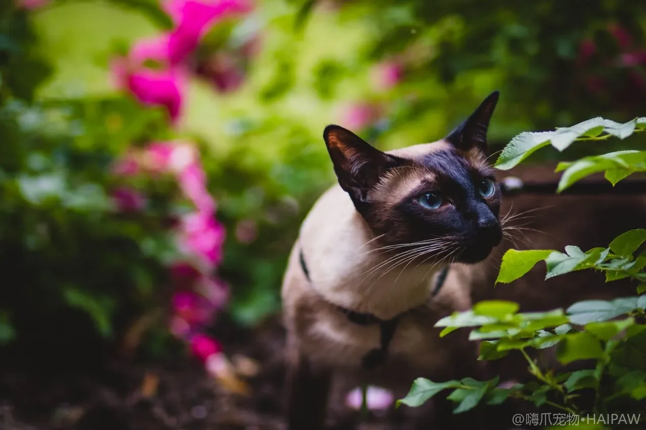 猫为什么喜欢蹲在门口盯着外面看？门口观望行为背后的动机与化解