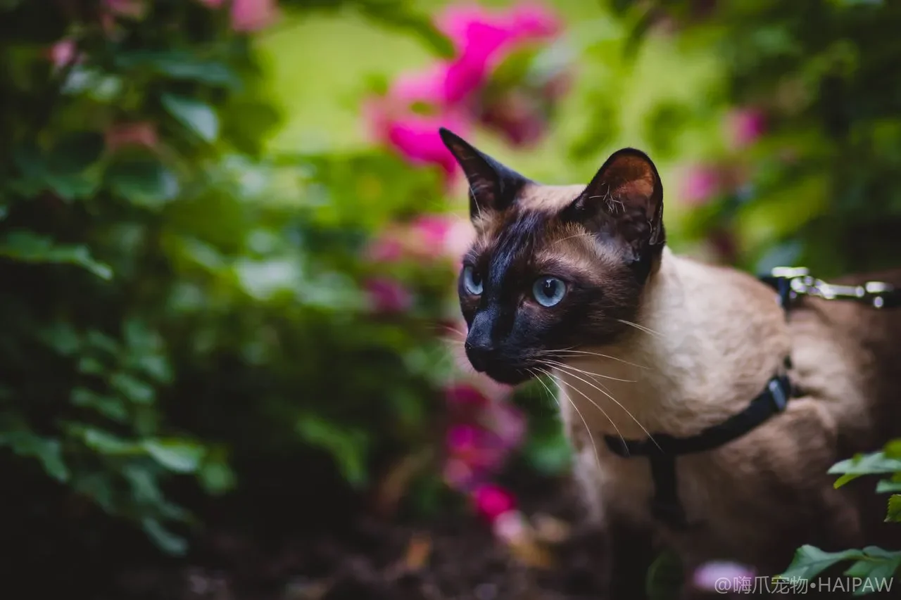 猫看到窗外小鸟就咯咯颤下巴是咋回事？解读颤动声背后的狩猎冲动