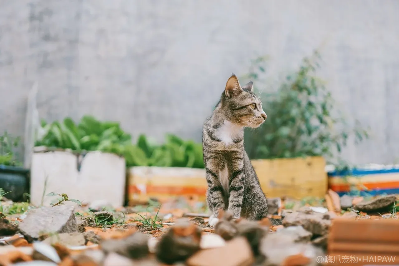 猫尾巴尖快速抖动和大幅甩尾是预警还是烦躁？读懂尾语避免挨挠