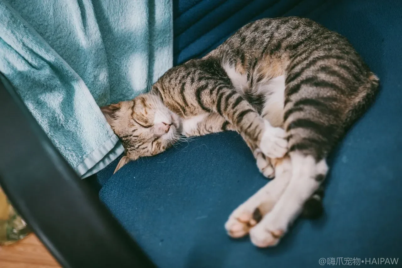 猫突然躲起来不理人是不是生气了？分辨情绪冷战与生病躲藏的差异