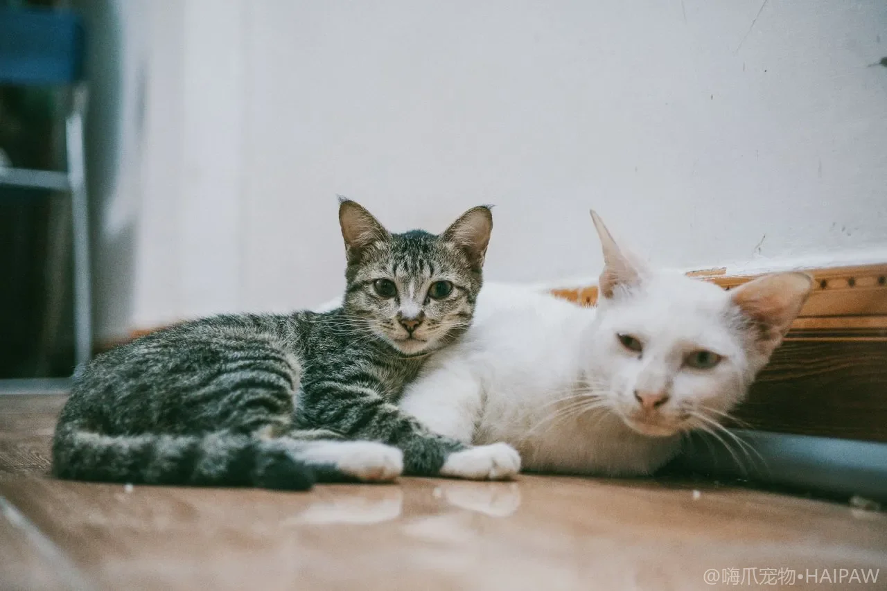 猫老舔你的手和脸是爱你还是在补盐？读懂舔人行为背后的含义
