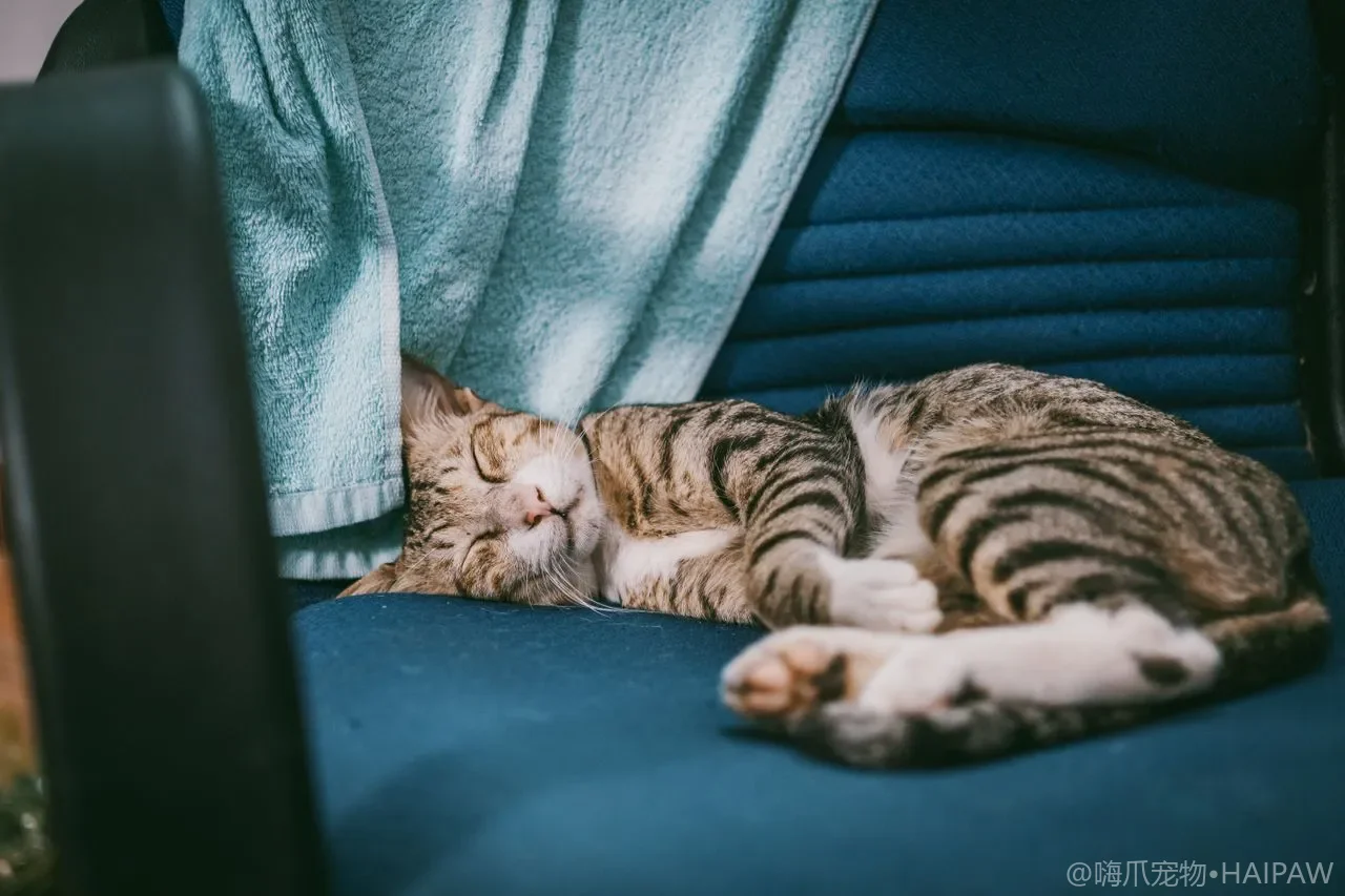 猫为什么总在你吃饭时盯着你看？读懂讨食行为并守住投喂边界