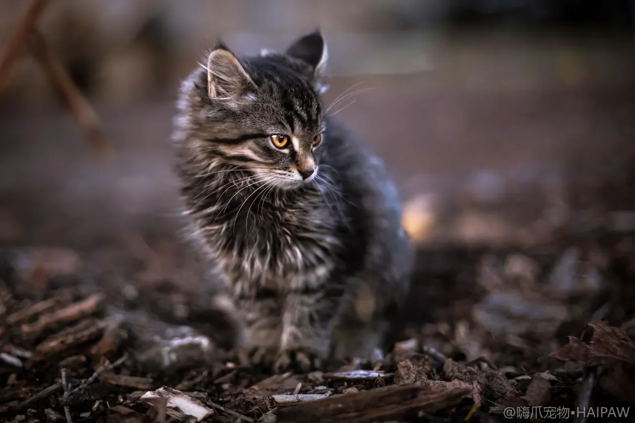 猫总把舌头露在外面半截是放松还是牙疼？分辨吐舌背后的舒服与不适信号