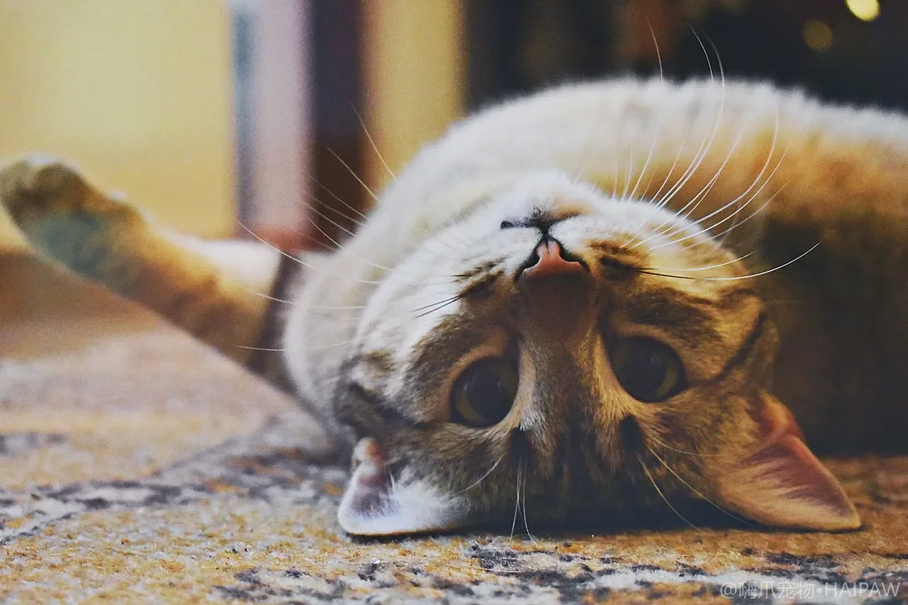 猫半夜爬到枕边用爪子踩脸？看懂撒娇与求关注背后的情绪