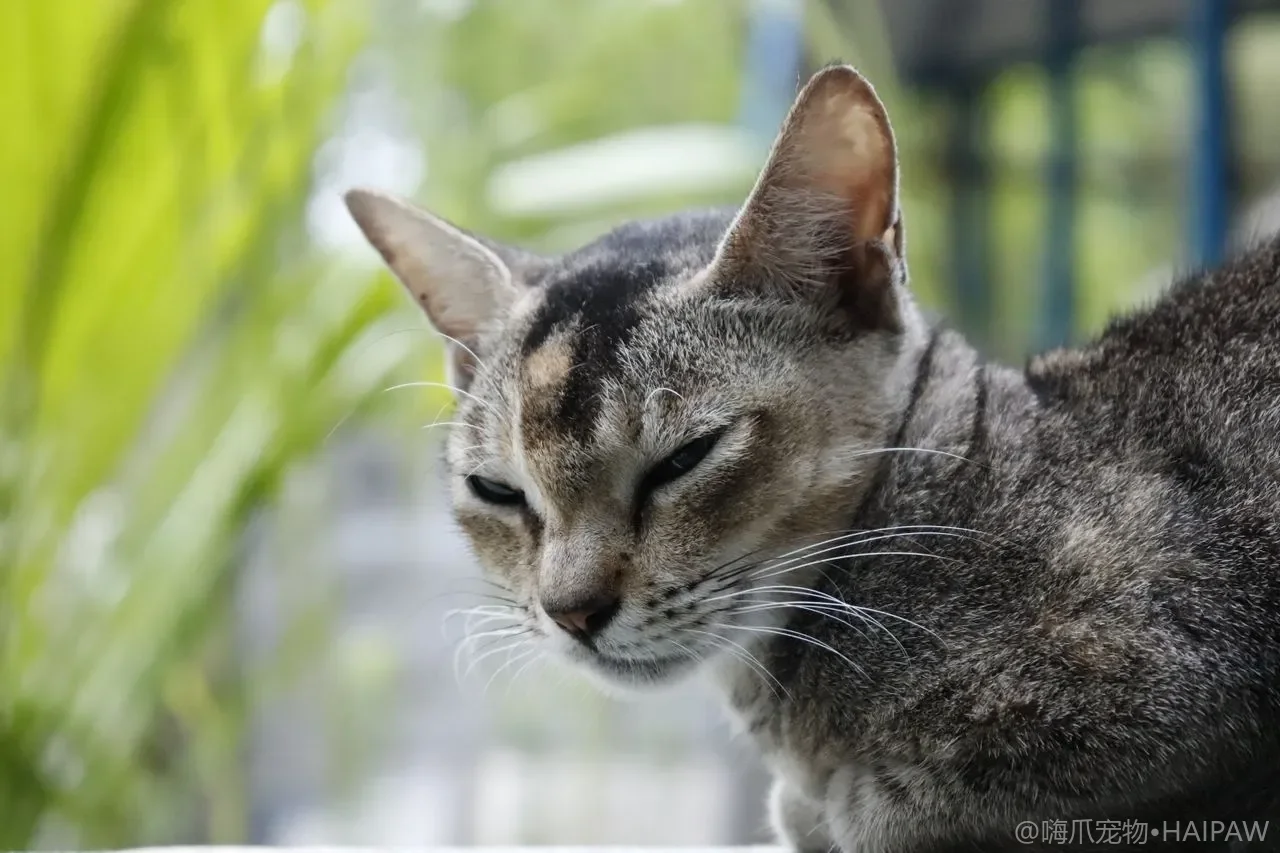 猫被摸着摸着突然咬人？看懂抚摸攻击背后的忍耐阈值与化解