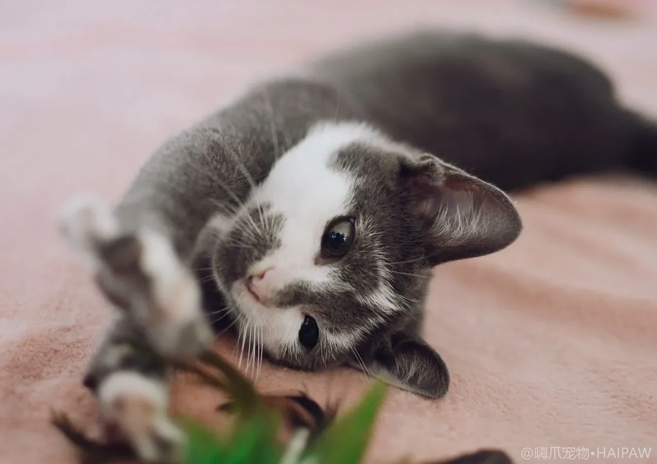 猫把食物埋起来是本能还是嫌弃？看懂猫藏食行为背后的含义