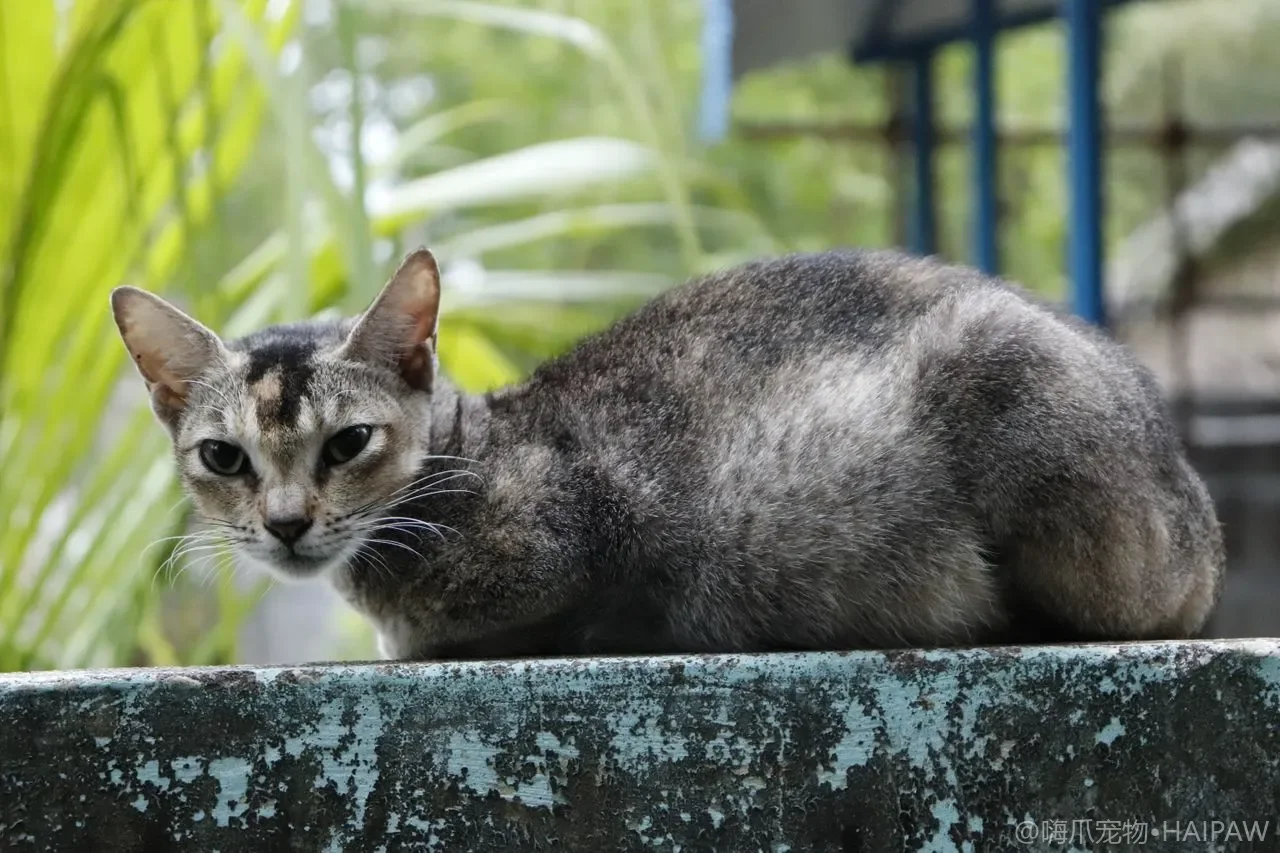 猫为什么总在门口挠门想出去？读懂出门诉求与在家安抚办法