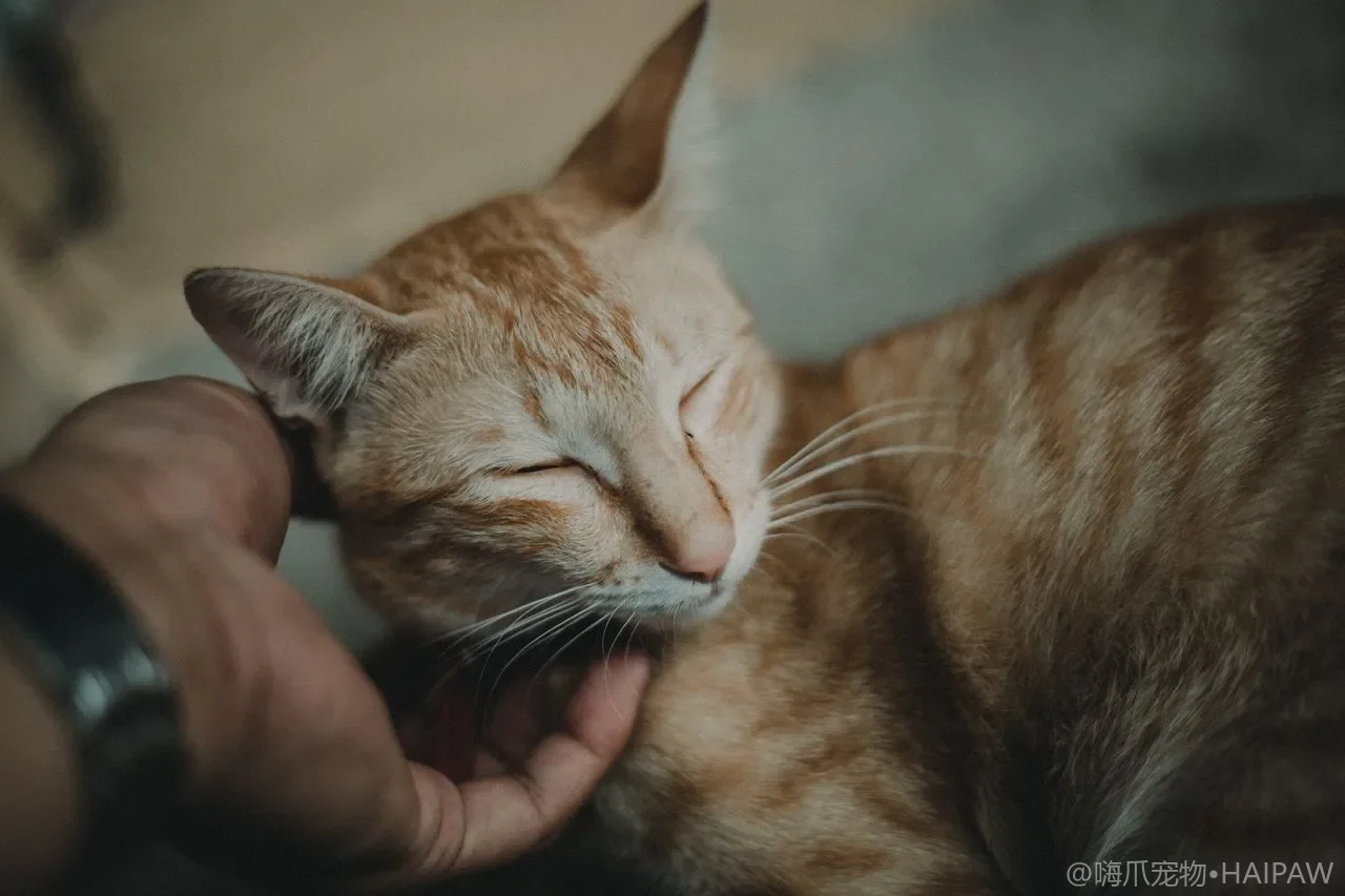 猫咪过度舔毛行为分析：压力性理毛与皮肤病的区分与应对