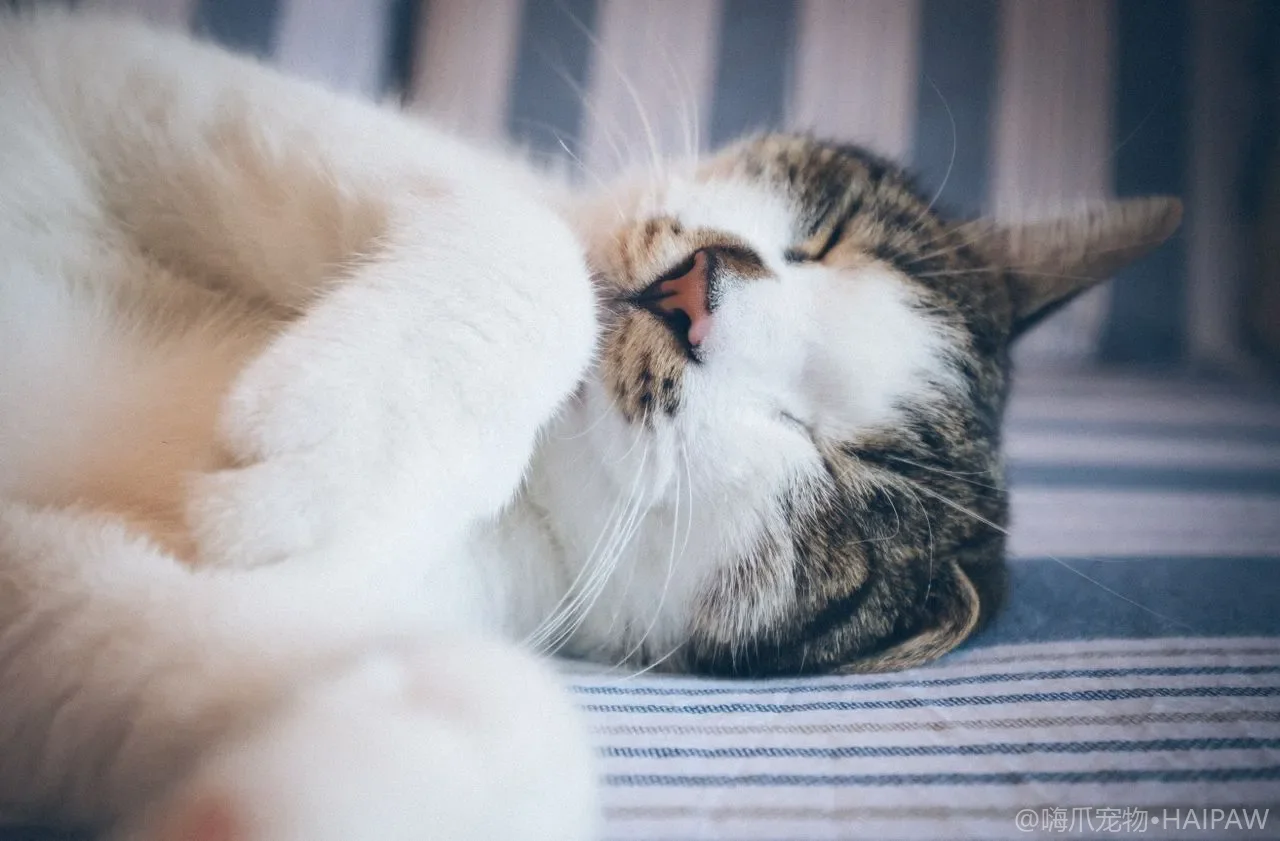猫咪掉毛太严重？换毛季加速脱落的应对策略与居家清洁方案