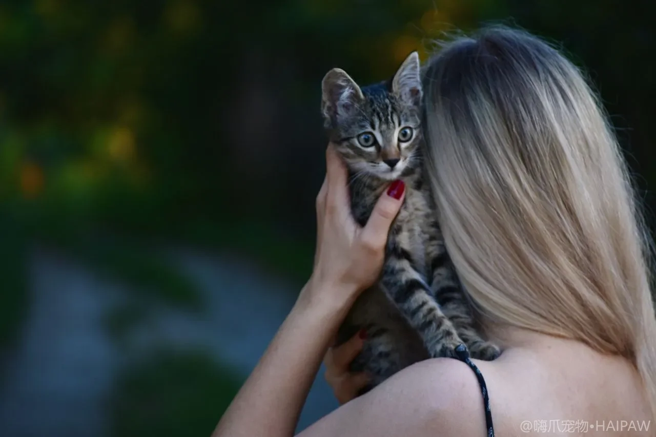 在家怎么给猫称体重？居家监测频率、读数与异常排查全指南