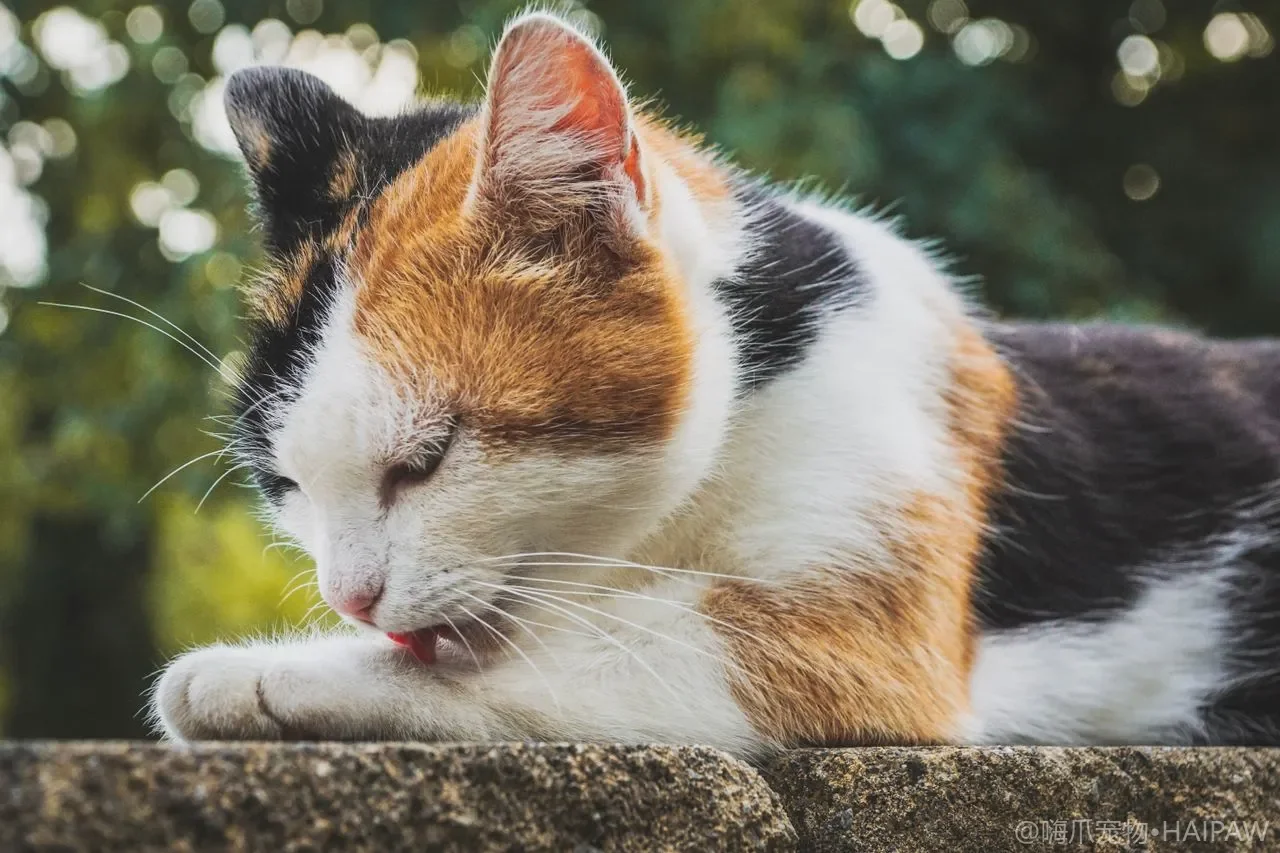 猫每天该玩多久？日常运动与互动陪伴安排