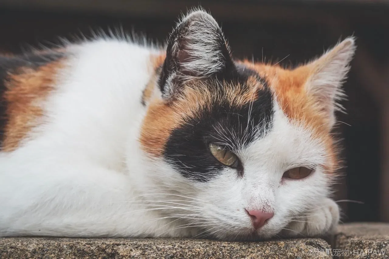 换季时节猫咪皮肤护理：干燥、皮屑与屏障修护全攻略