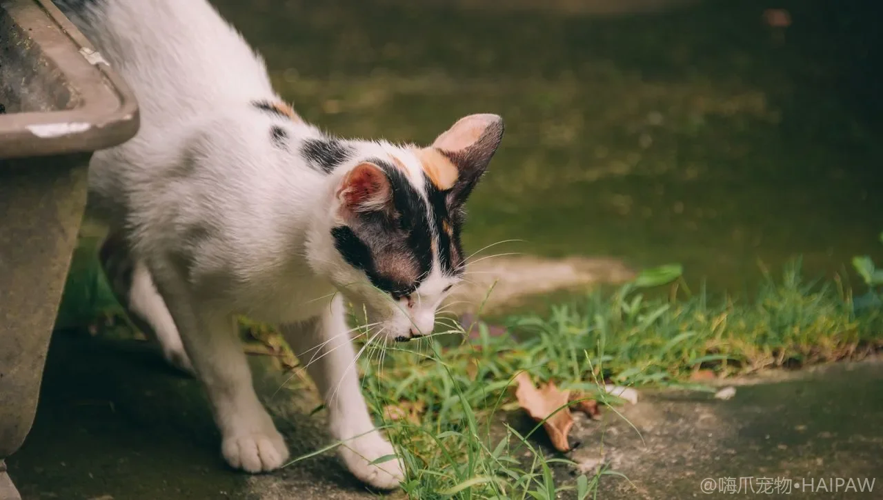猫咪居家护理排程表：每日每周每月该做什么