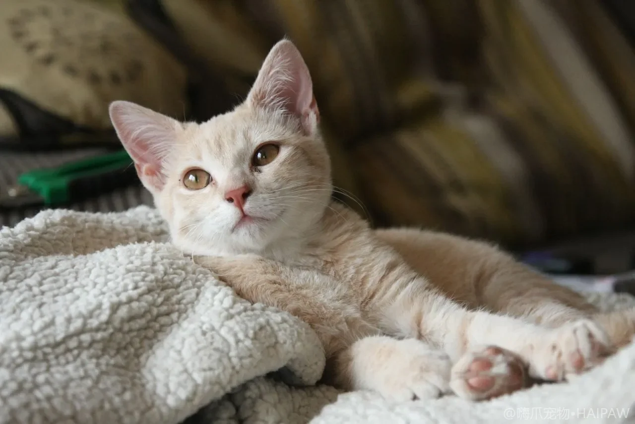 猫咪室内外猫道和猫笼围栏怎么建？安全让猫享受新鲜空气的方案