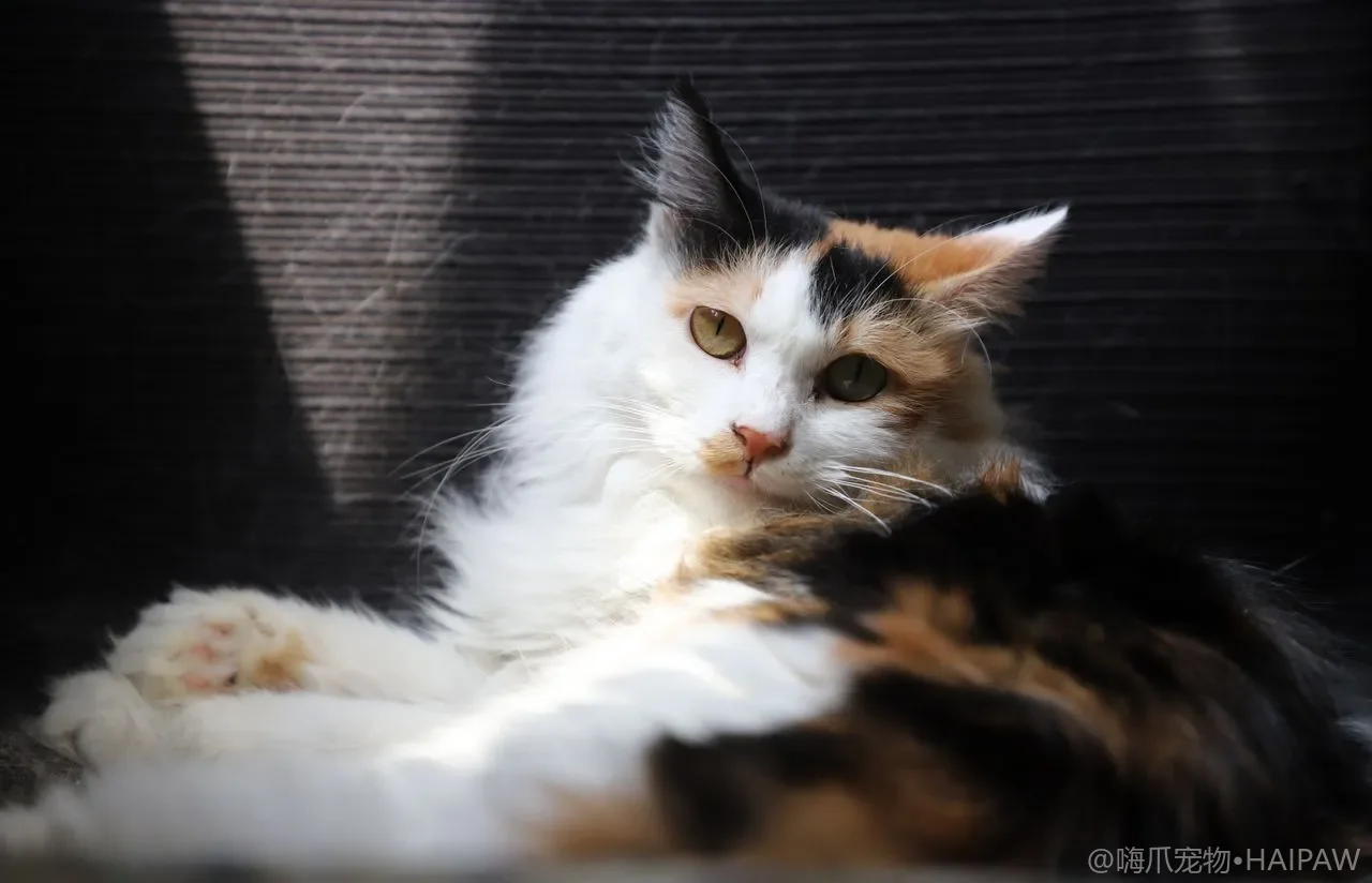 猫咪降温用品怎么选？冰垫、凉感窝与夏季避暑装备清单