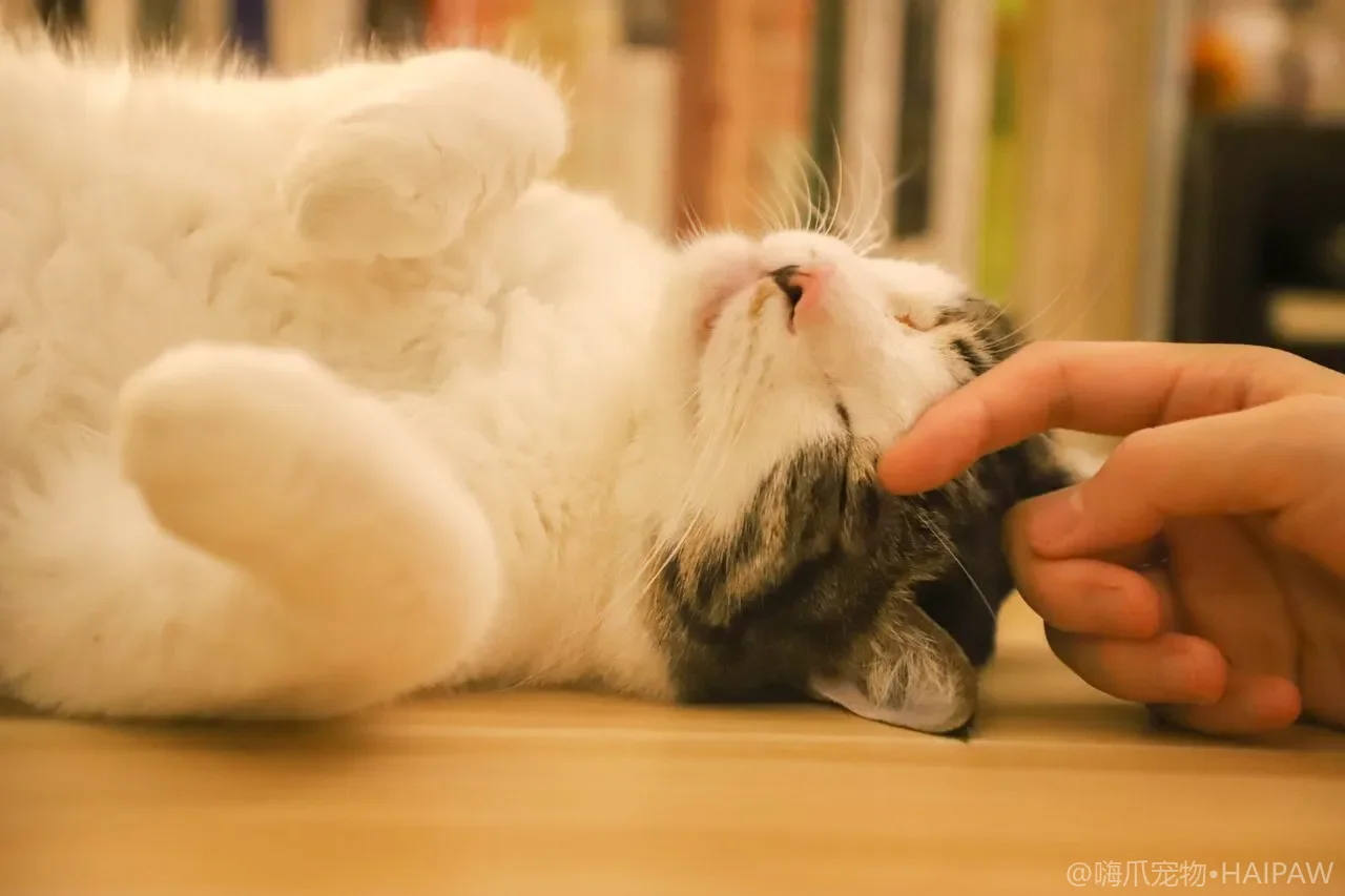 遛猫牵引绳和背带怎么选？防脱款式、合身标准与脱敏训练